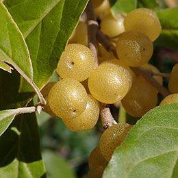 Eleagnus  fruits de goumi jaunes